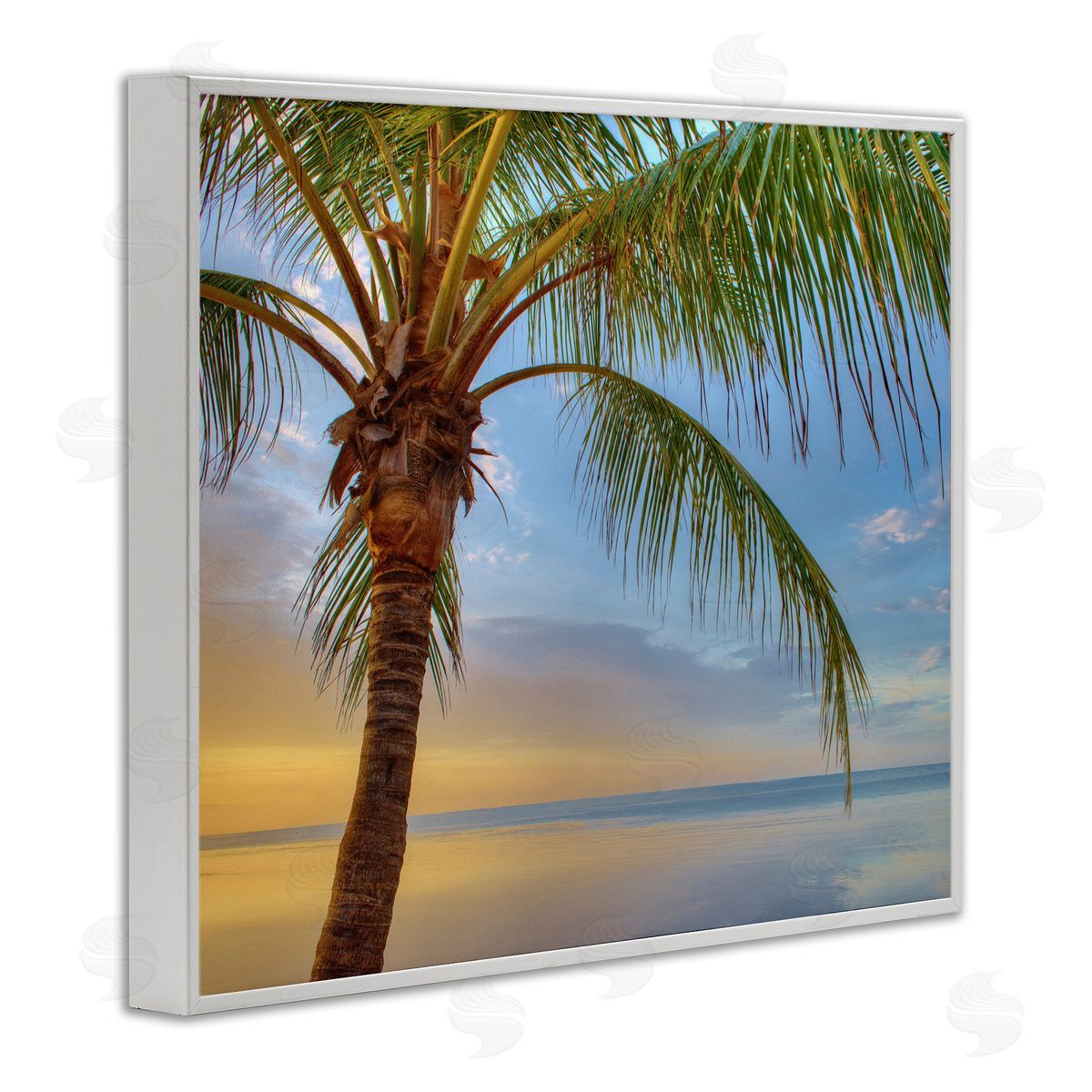 Jack Reed Sunrise Palm Tree Sky Reflection