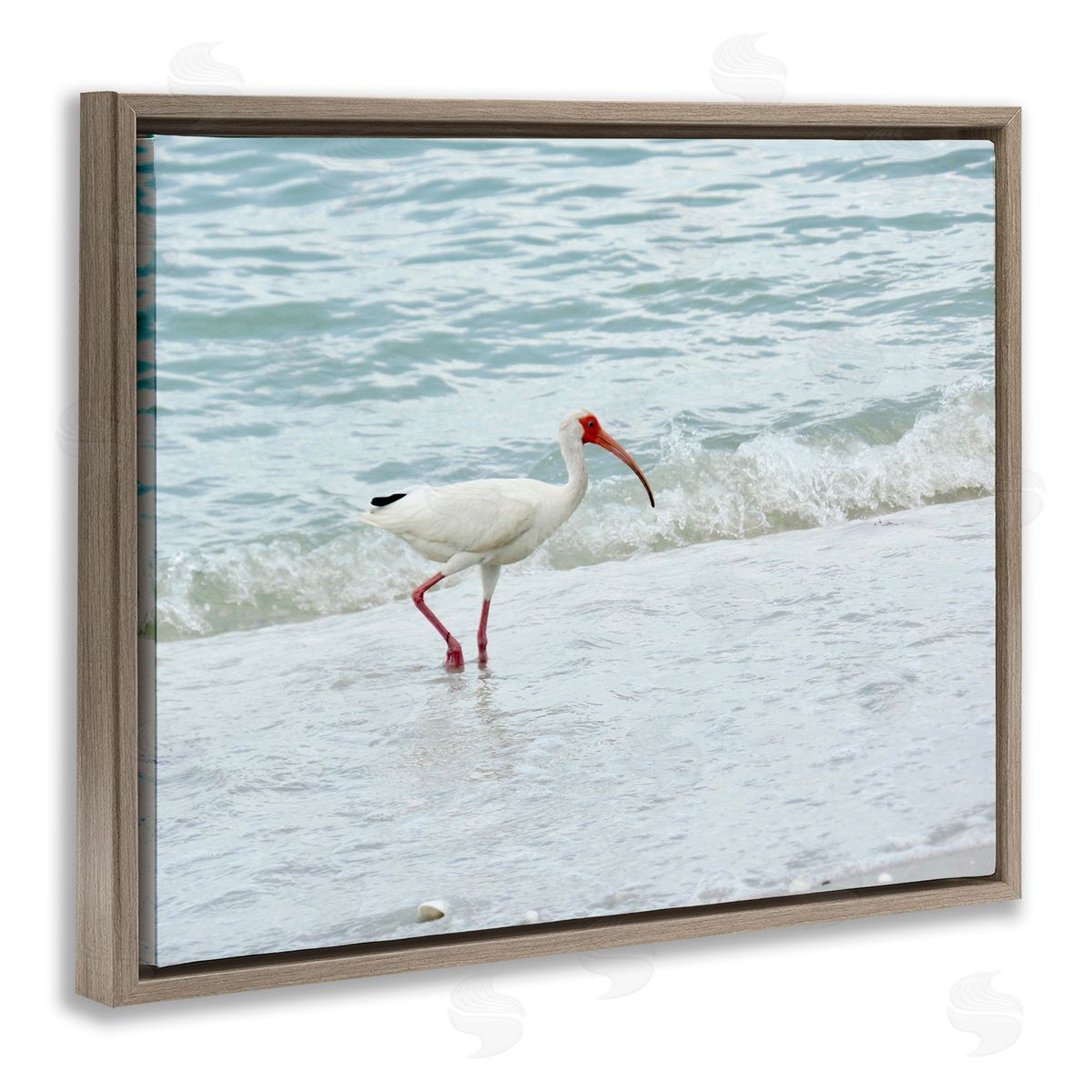 Jairo Rodriguez Bird Stepping Sea Waves Splash