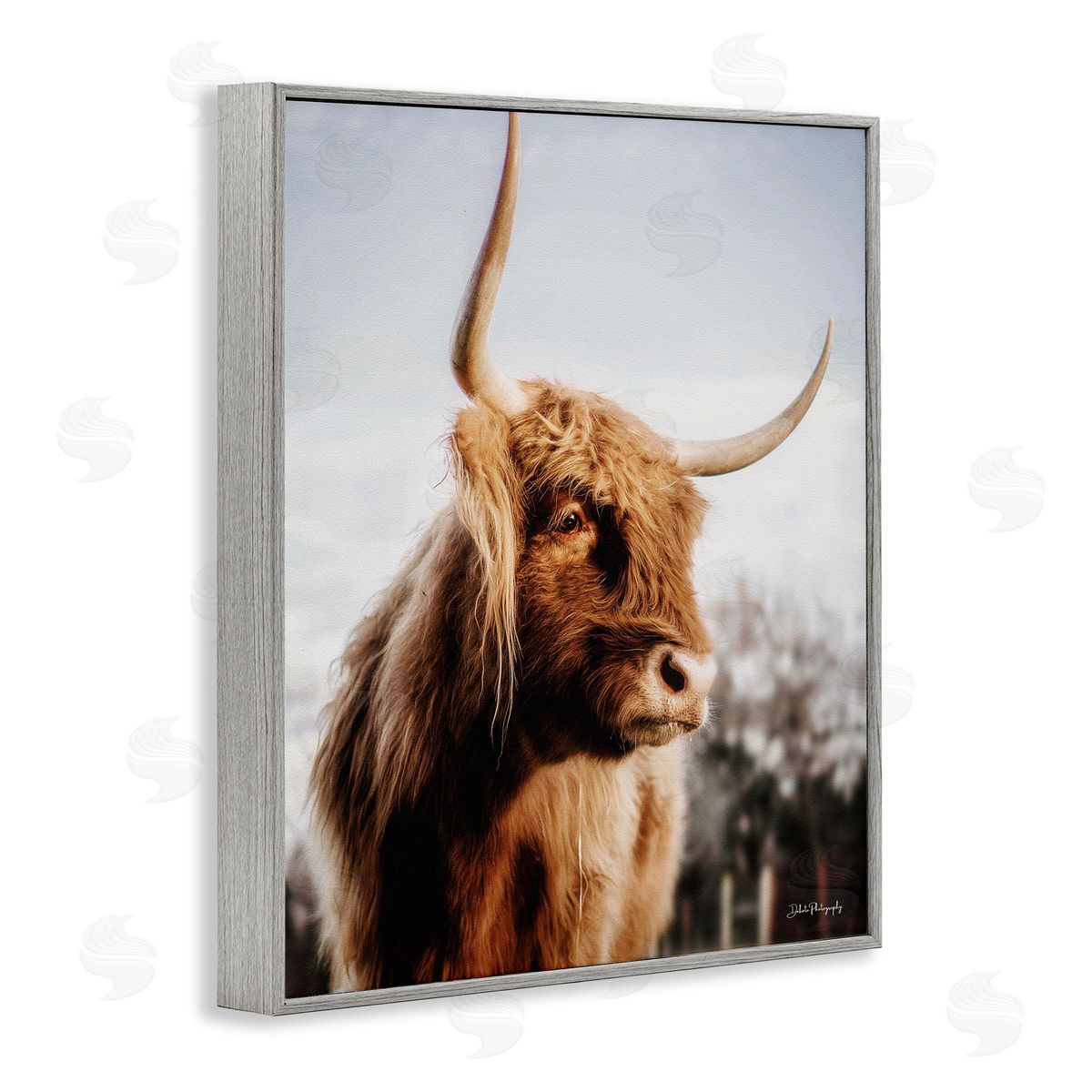 Dakota Diener Cattle Gazing Rural Landscape