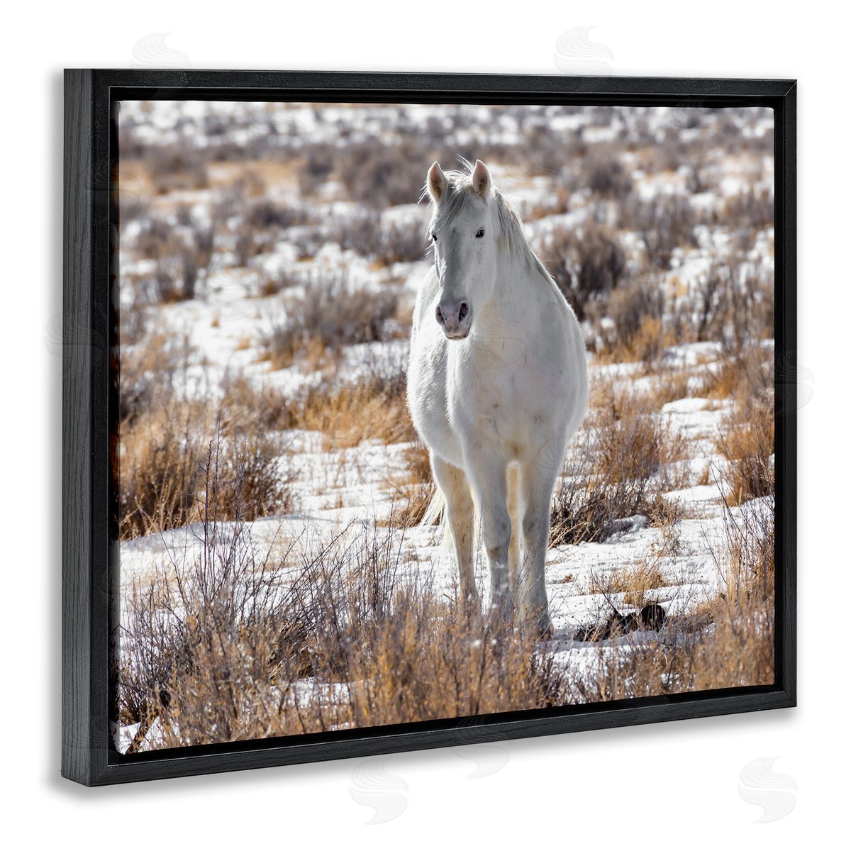 Jeff Poe Photography Winter Snow Horse Wildlife