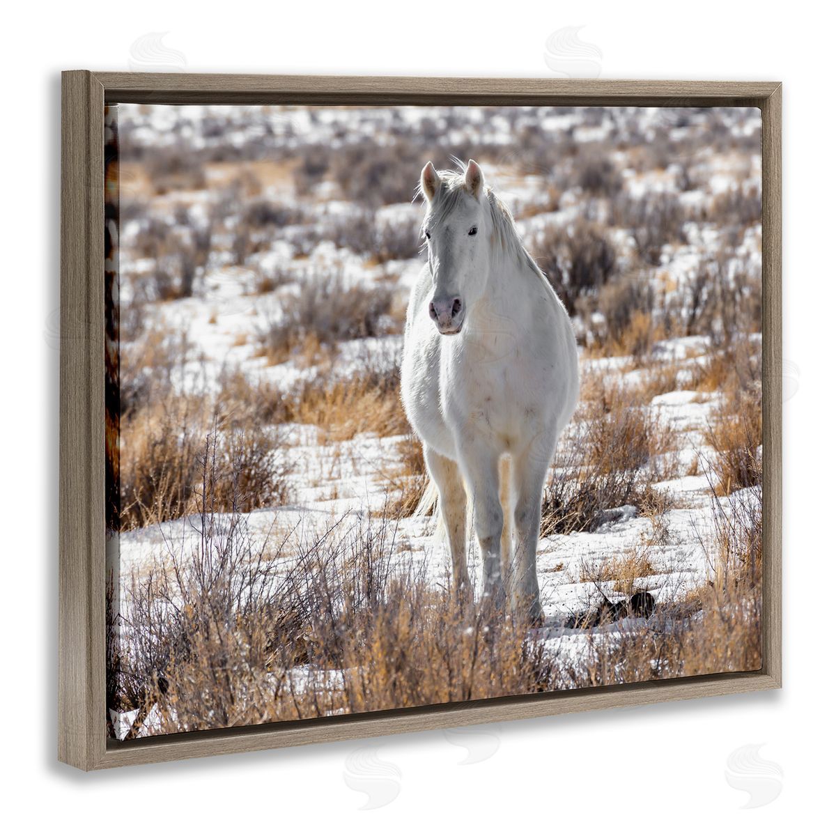 Jeff Poe Photography Winter Snow Horse Wildlife