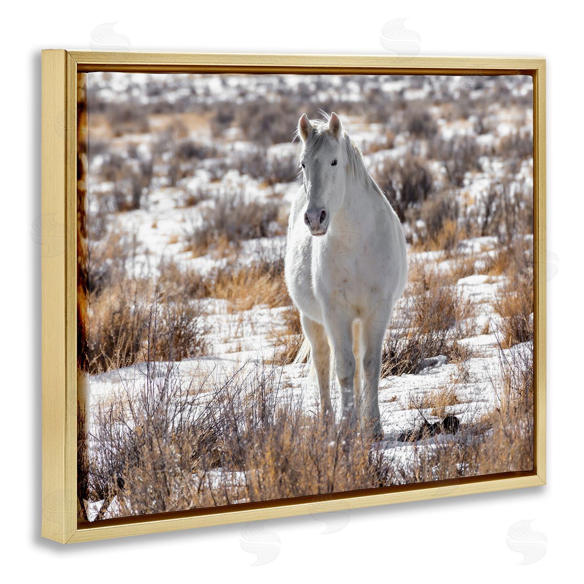Jeff Poe Photography Winter Snow Horse Wildlife