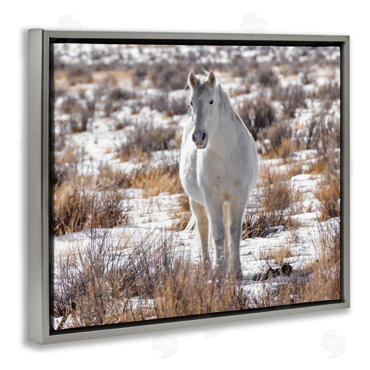 Jeff Poe Photography Winter Snow Horse Wildlife