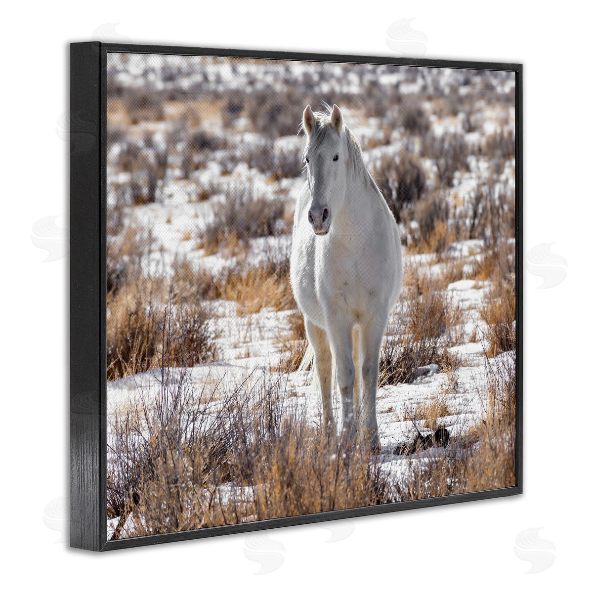 Jeff Poe Photography Winter Snow Horse Wildlife
