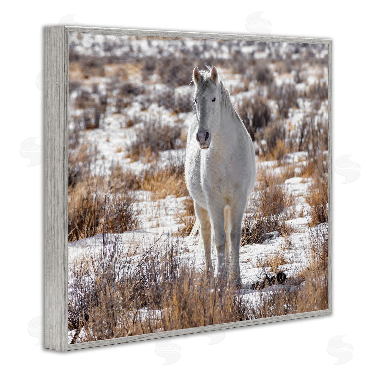Jeff Poe Photography Winter Snow Horse Wildlife