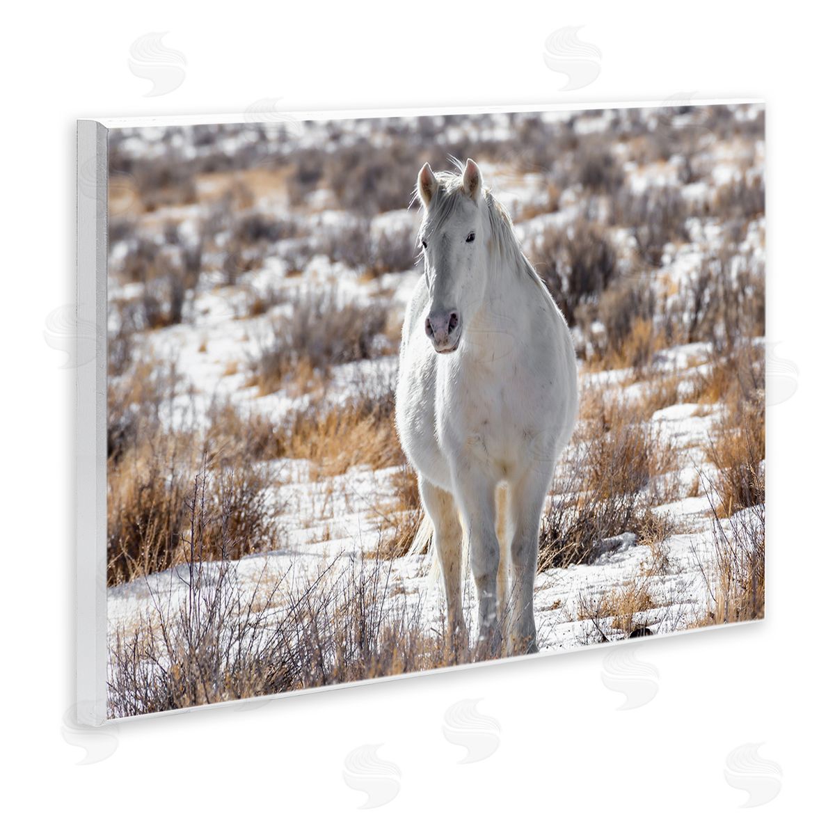 Jeff Poe Photography Winter Snow Horse Wildlife