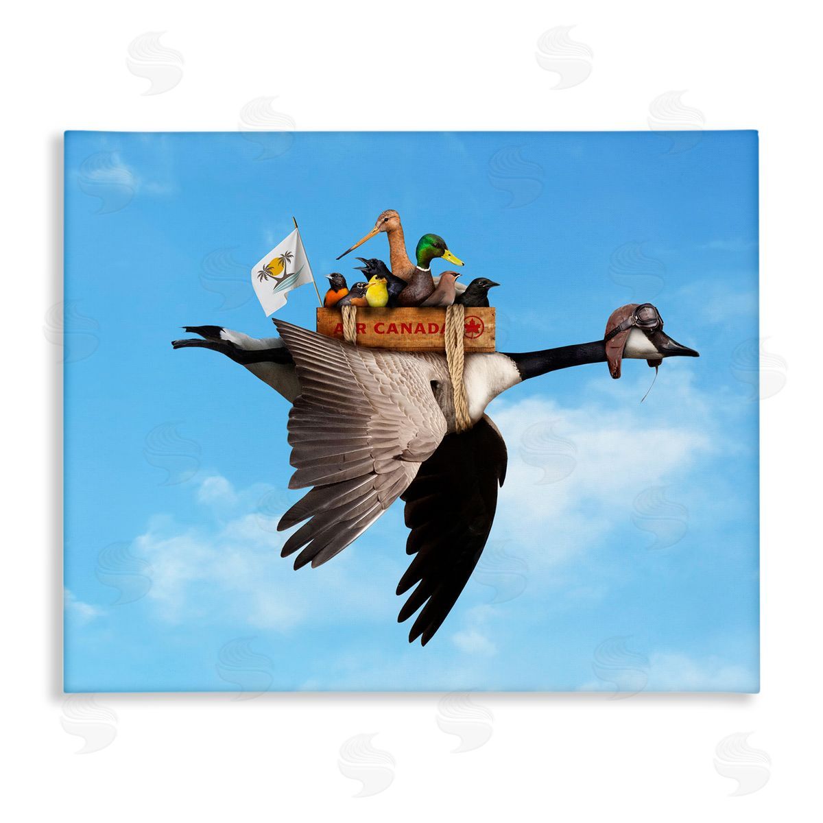 John Hovenstine Pilot Goose Flying Ducks Sky