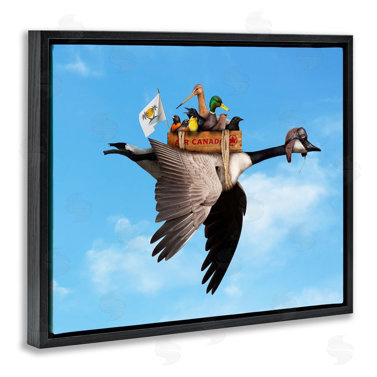 John Hovenstine Pilot Goose Flying Ducks Sky