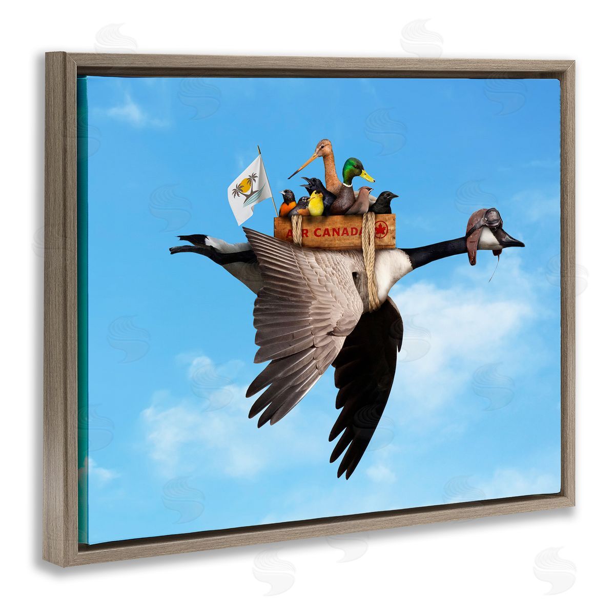 John Hovenstine Pilot Goose Flying Ducks Sky