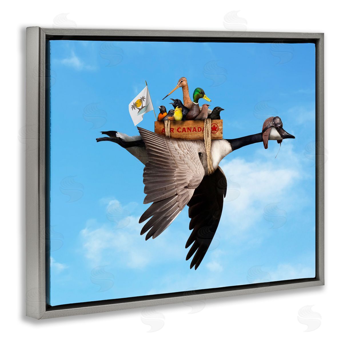 John Hovenstine Pilot Goose Flying Ducks Sky