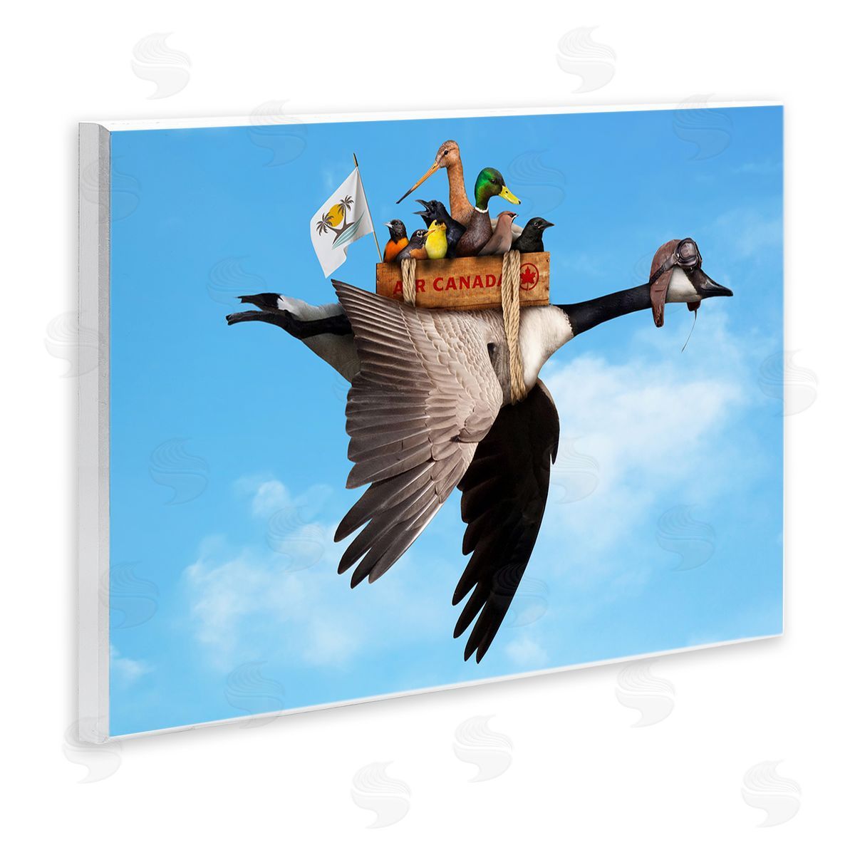 John Hovenstine Pilot Goose Flying Ducks Sky