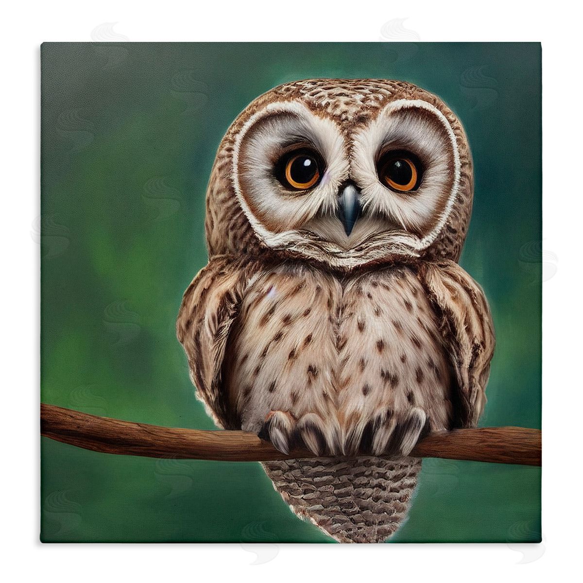 Alpenglow Workshop Gazing Spotted Owl Nature Stretched Canvas Wall Art Print