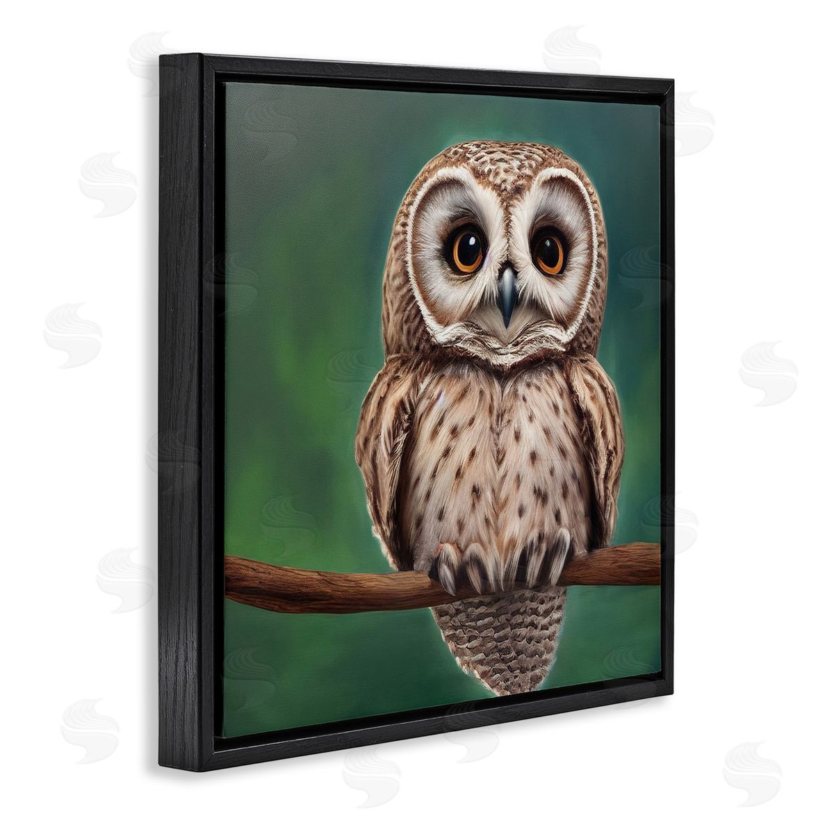 Alpenglow Workshop Gazing Spotted Owl Nature Black Floating Frame Canvas Wall Art Print