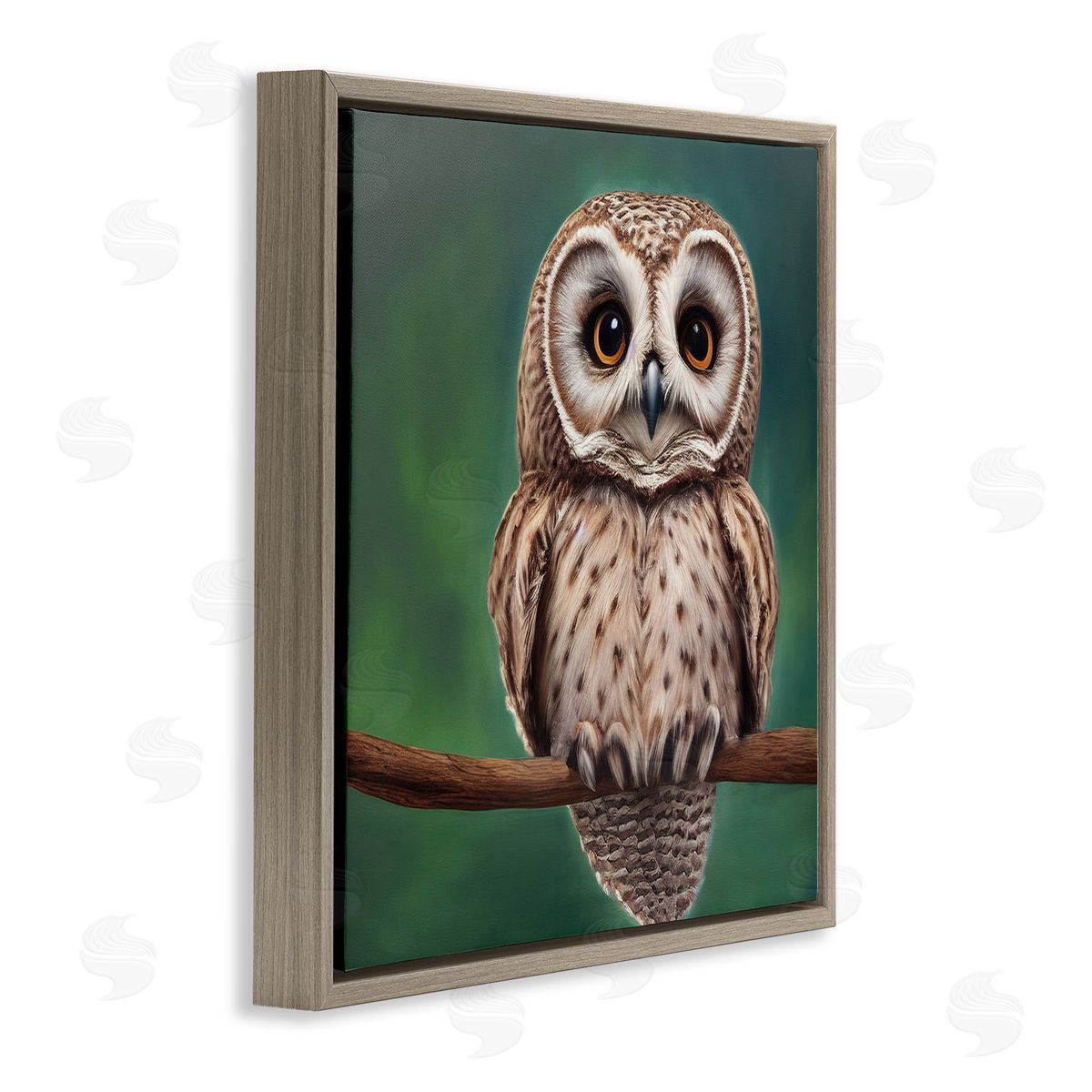 Alpenglow Workshop Gazing Spotted Owl Nature Brown Floating Frame Canvas Wall Art Print