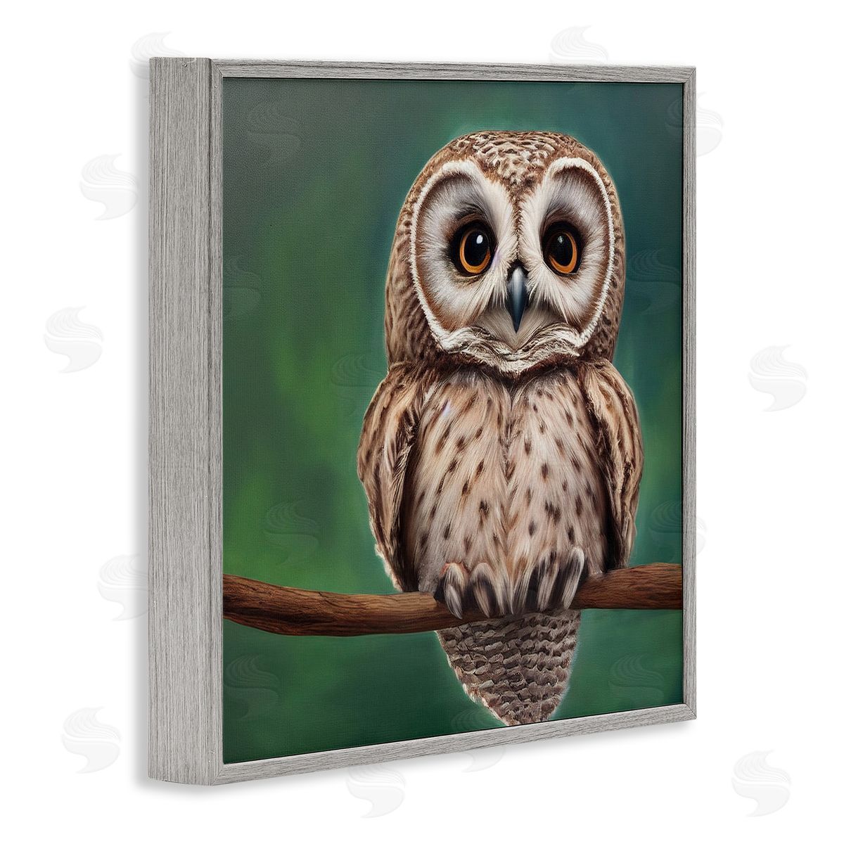 Alpenglow Workshop Gazing Spotted Owl Nature Gray Framed Glicee Wall Art Print