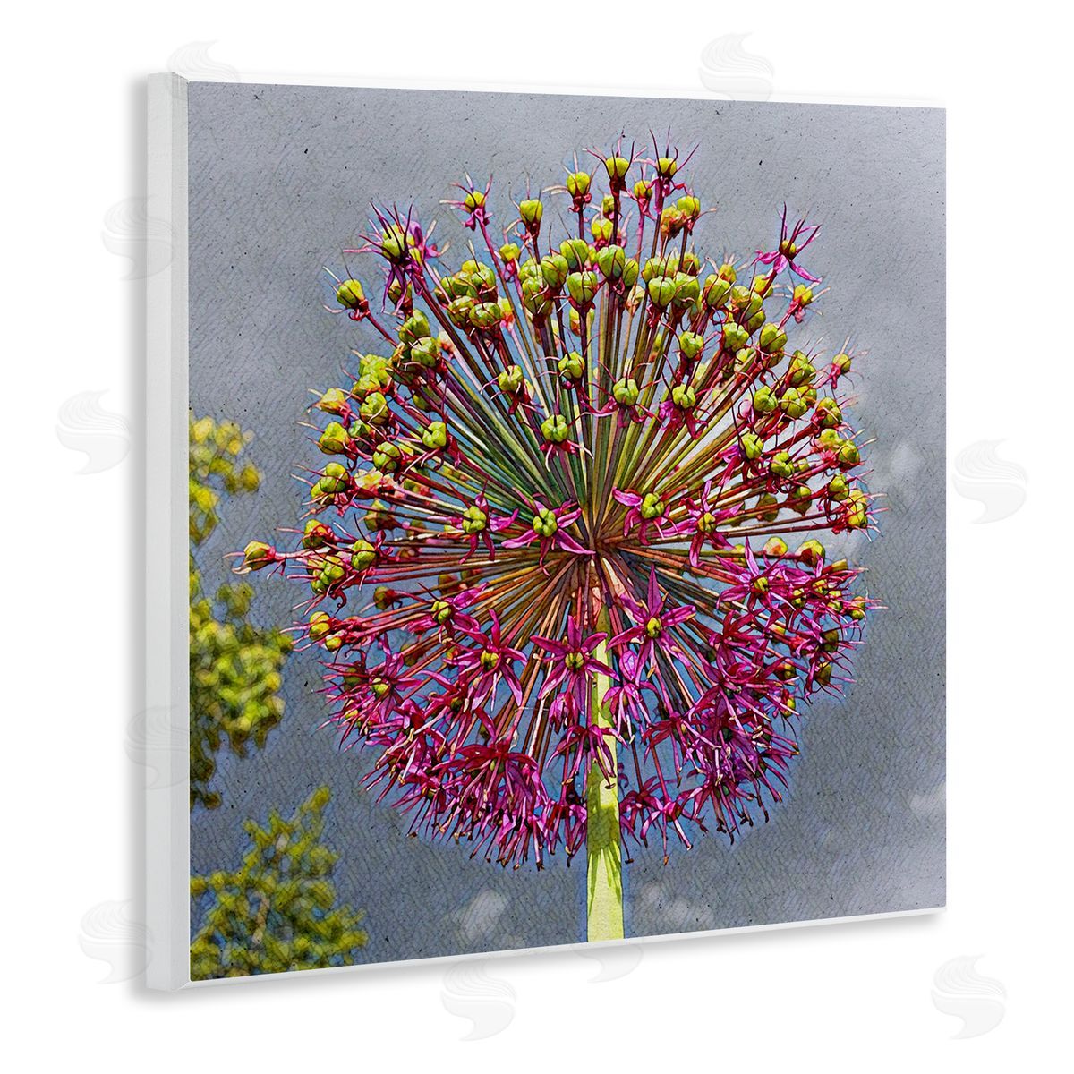 Heidi Bannon Modern Dandelion Pink Abstract Wooden Wall Plaque Art Print