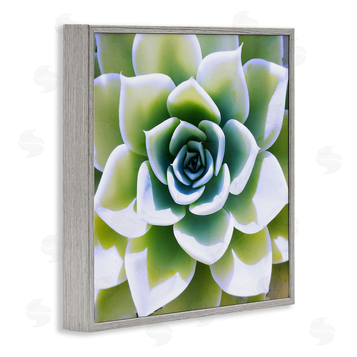 Green Succulent Nature Close Up Grey Frame Print Wall Art, Home Decor by Irena Orlov