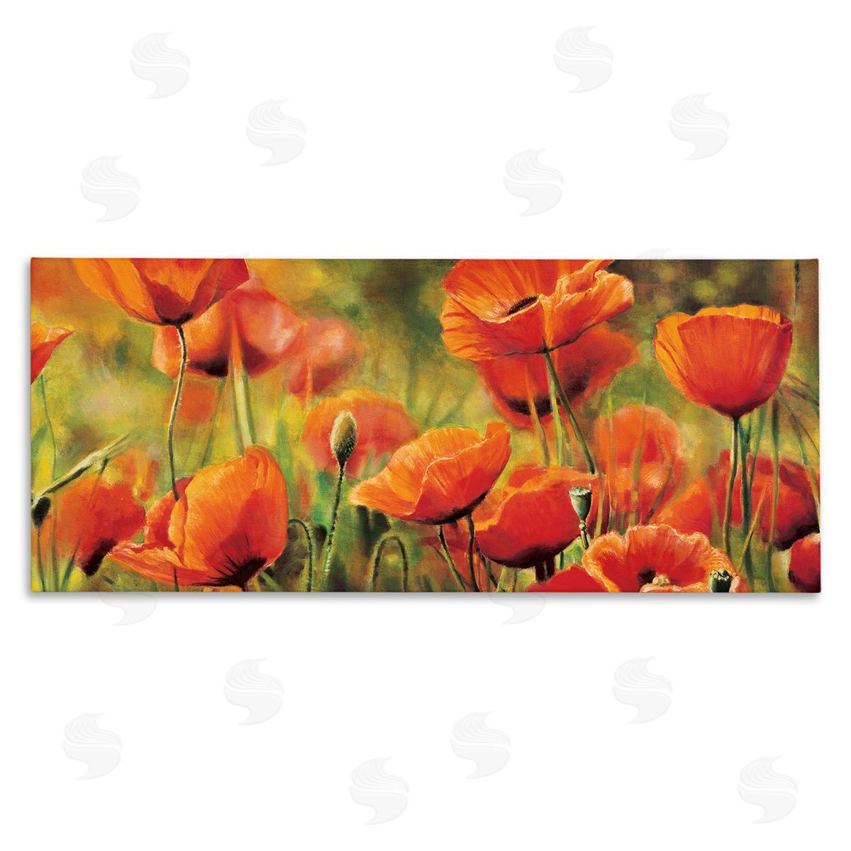 Pierre Viollet Wild Poppy Flowers Spring Blooms