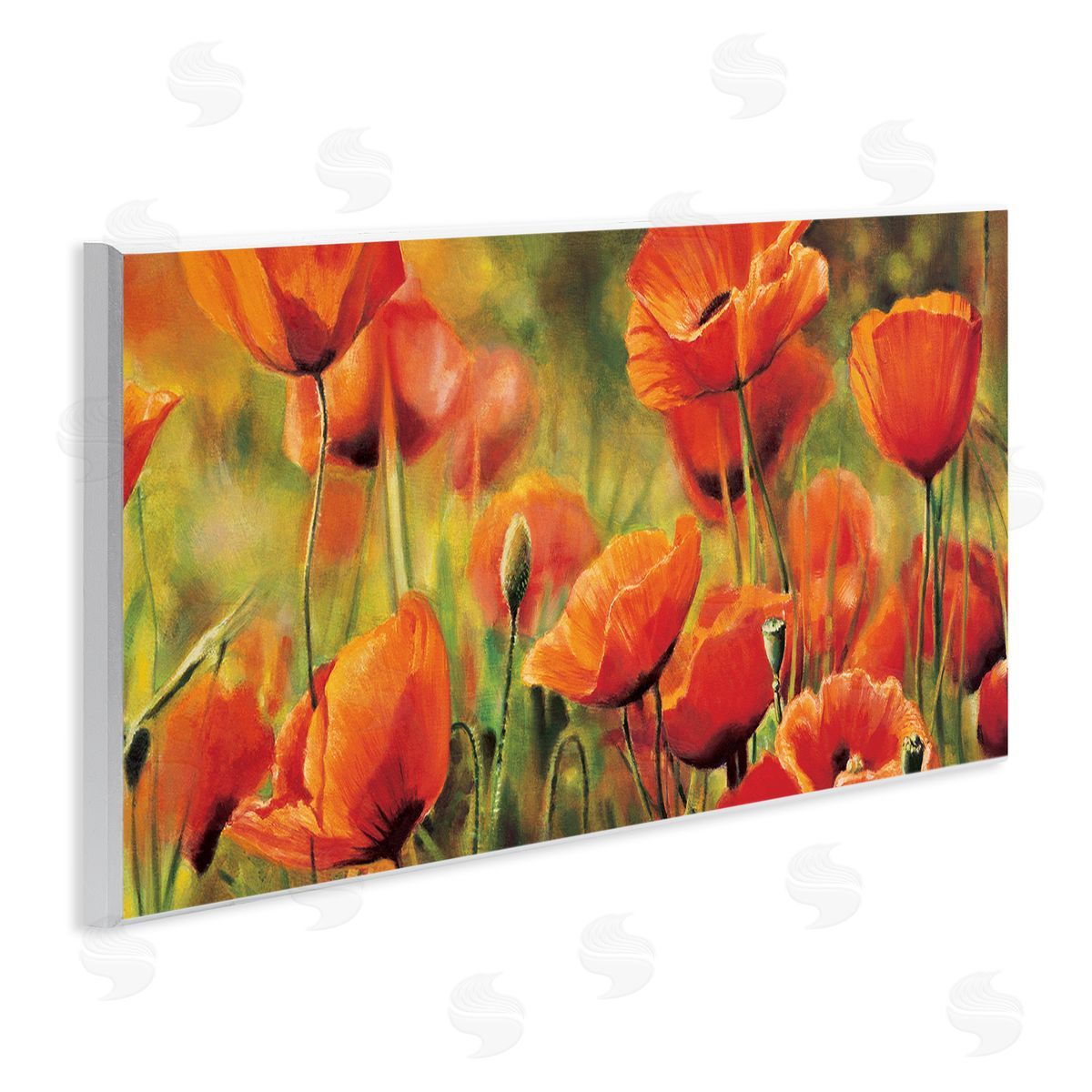 Pierre Viollet Wild Poppy Flowers Spring Blooms