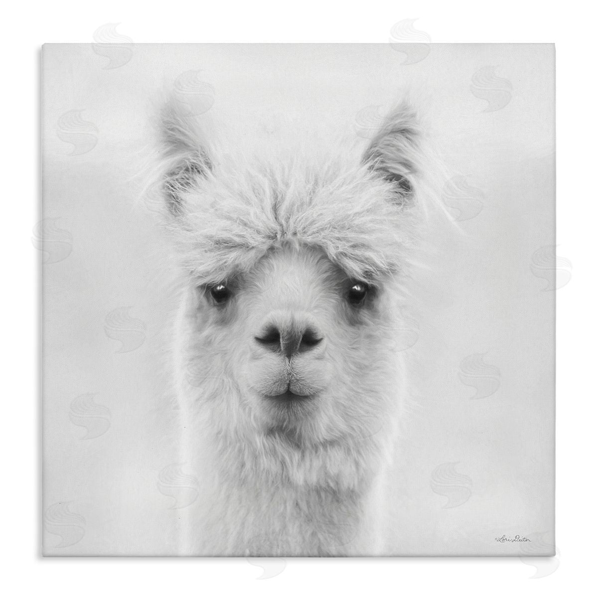 Lori Deiter Alpaca Portrait Country Farm Animal Stretched Canvas Wall Art Print