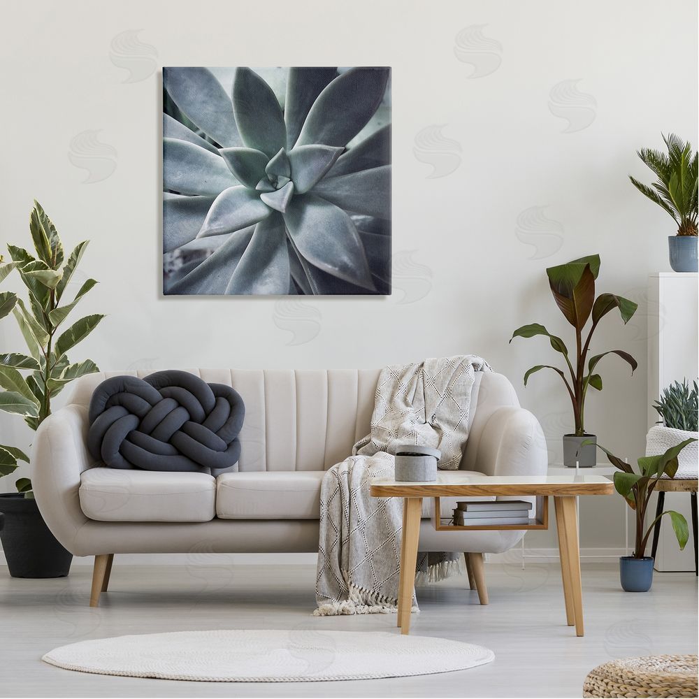 Jessica Manelis Succulent Plant Photography Canvas Wall Art in Room