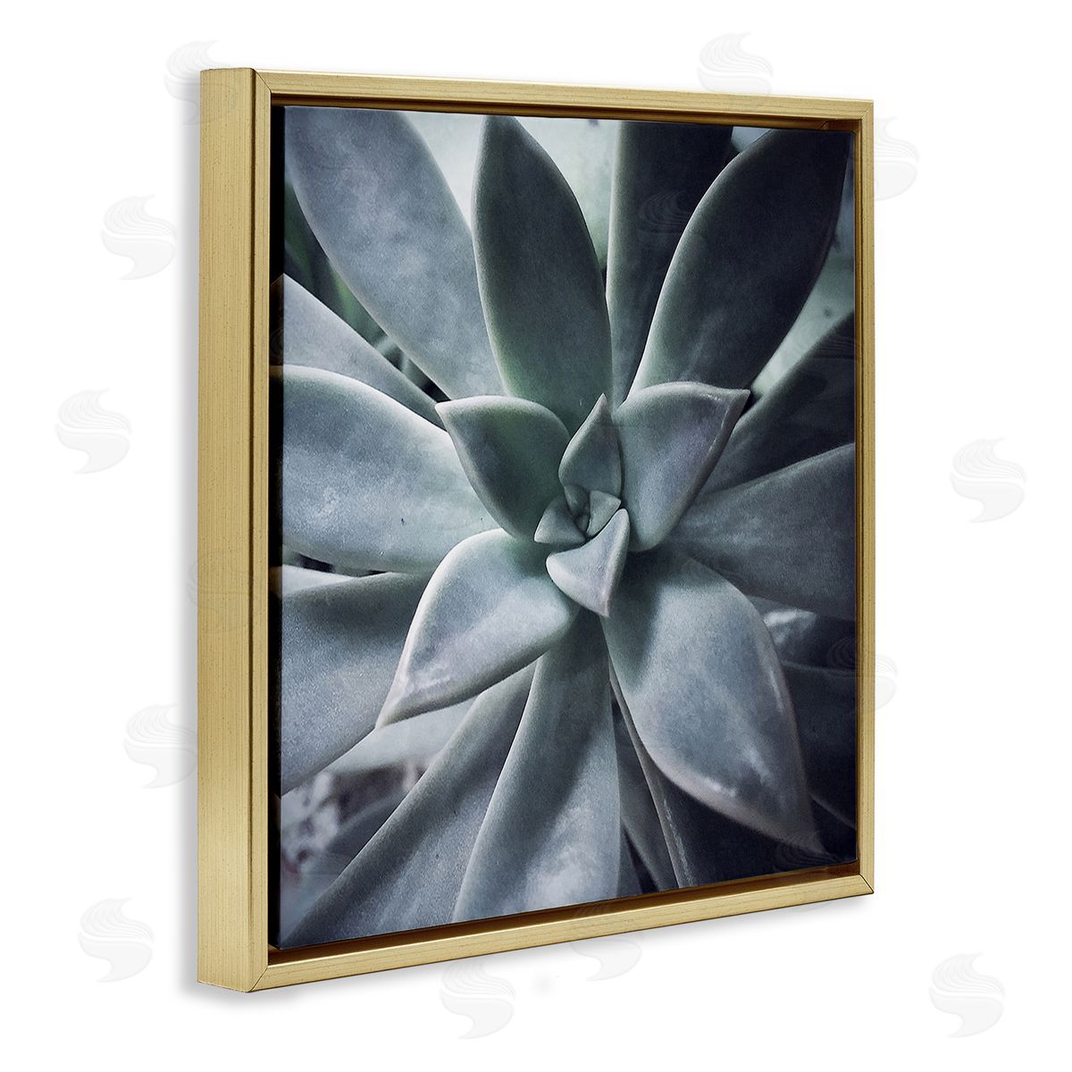 Jessica Manelis Succulent Plant Photography Gold Floating Frame Canvas Wall Art Print