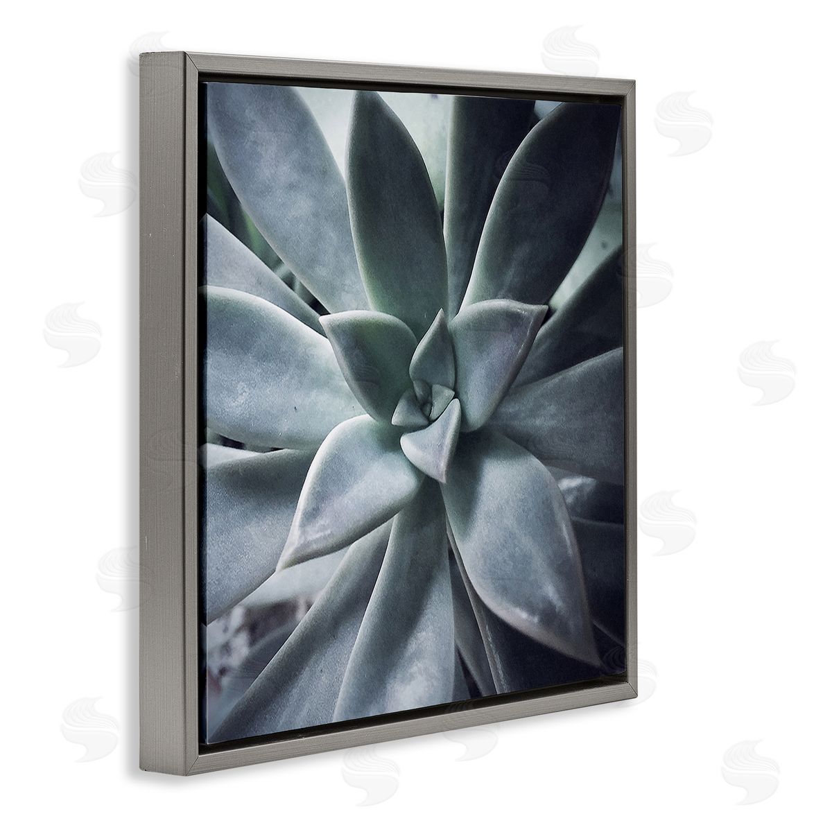 Jessica Manelis Succulent Plant Photography Gray Floating Frame Canvas Wall Art Print
