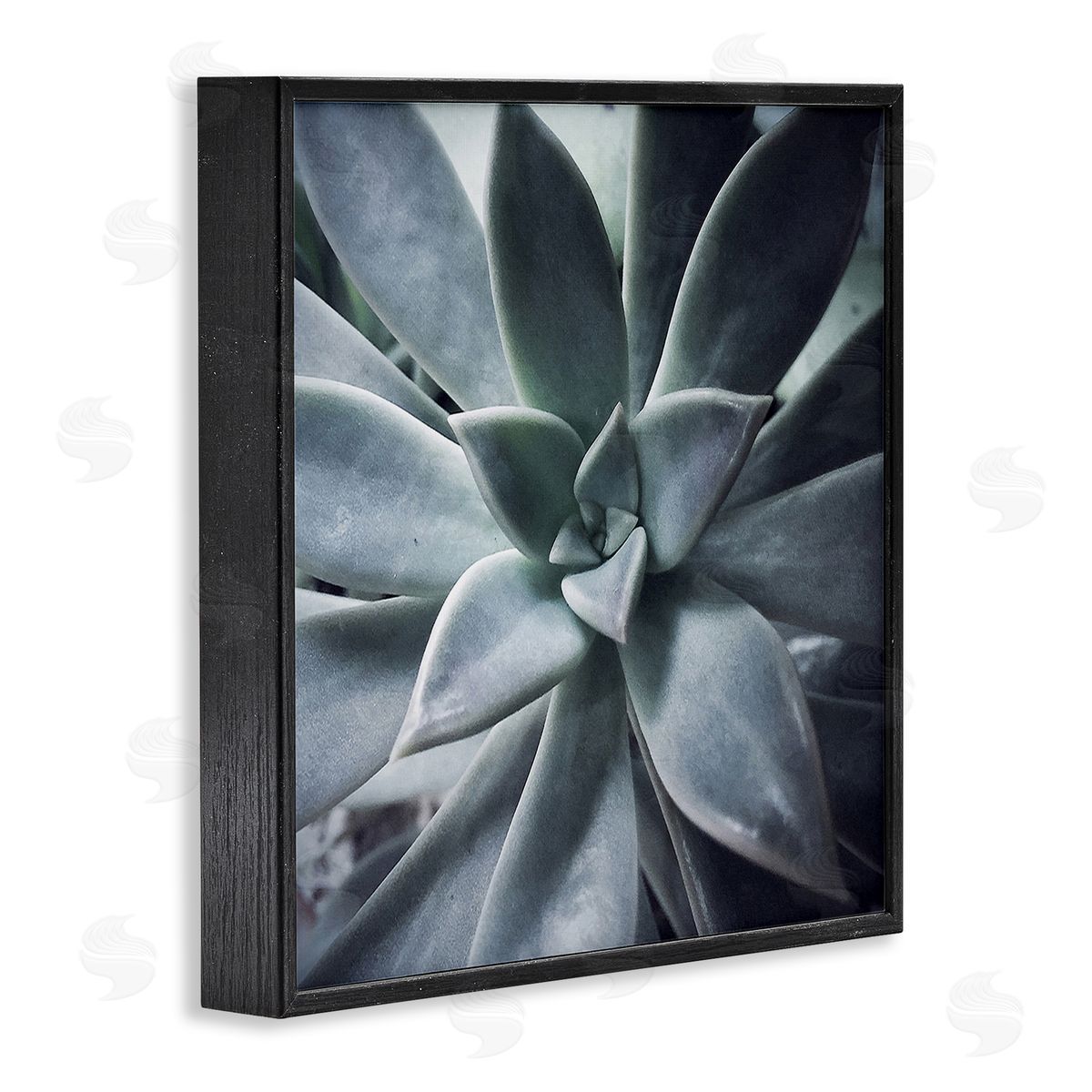Jessica Manelis Succulent Plant Photography Black Framed Glicee Wall Art Print