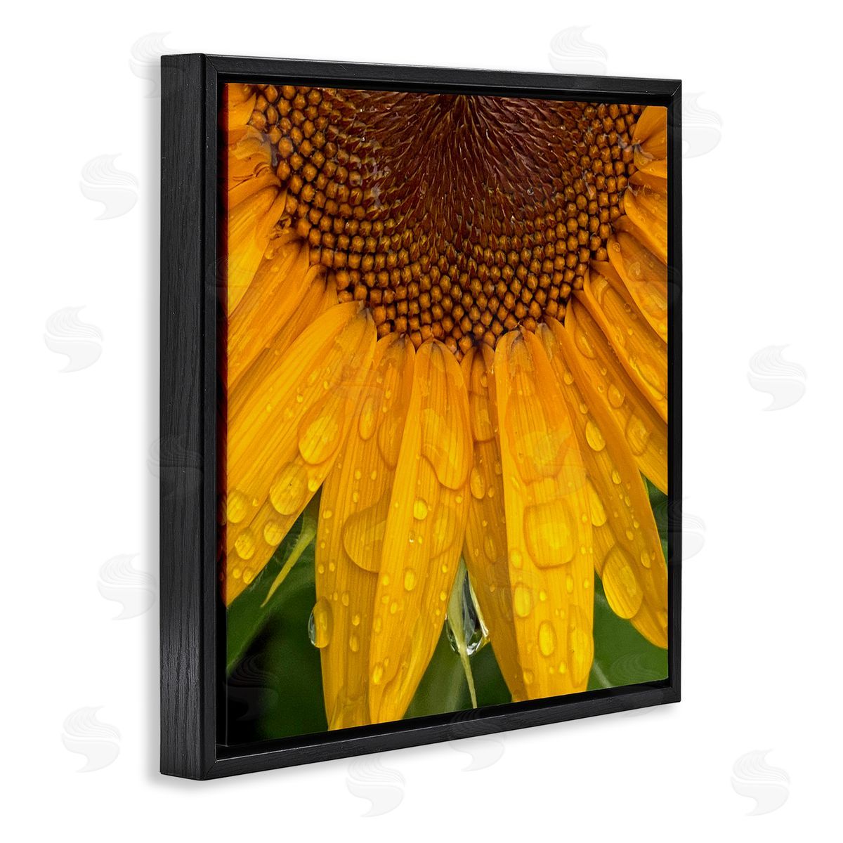 Gloria Palmer Water Droplets Sunflower Nature Black Floating Frame Canvas Wall Art Print