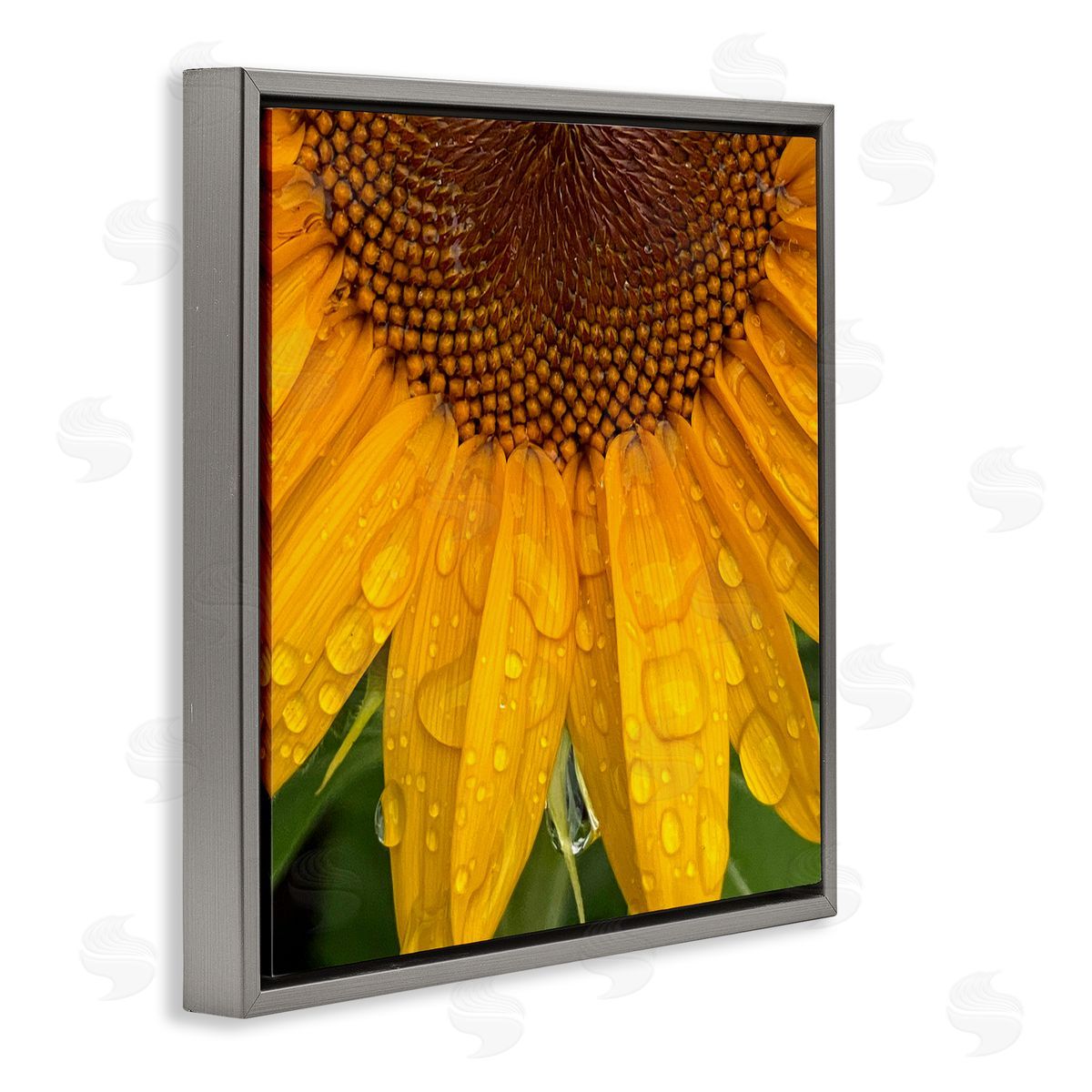 Gloria Palmer Water Droplets Sunflower Nature Gray Floating Frame Canvas Wall Art Print