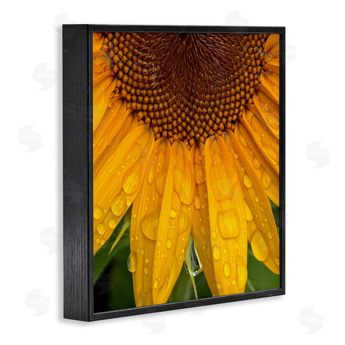 Gloria Palmer Water Droplets Sunflower Nature Black Framed Glicee Wall Art Print
