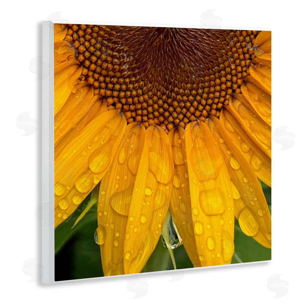 Gloria Palmer Water Droplets Sunflower Nature Wooden Wall Plaque Art Print