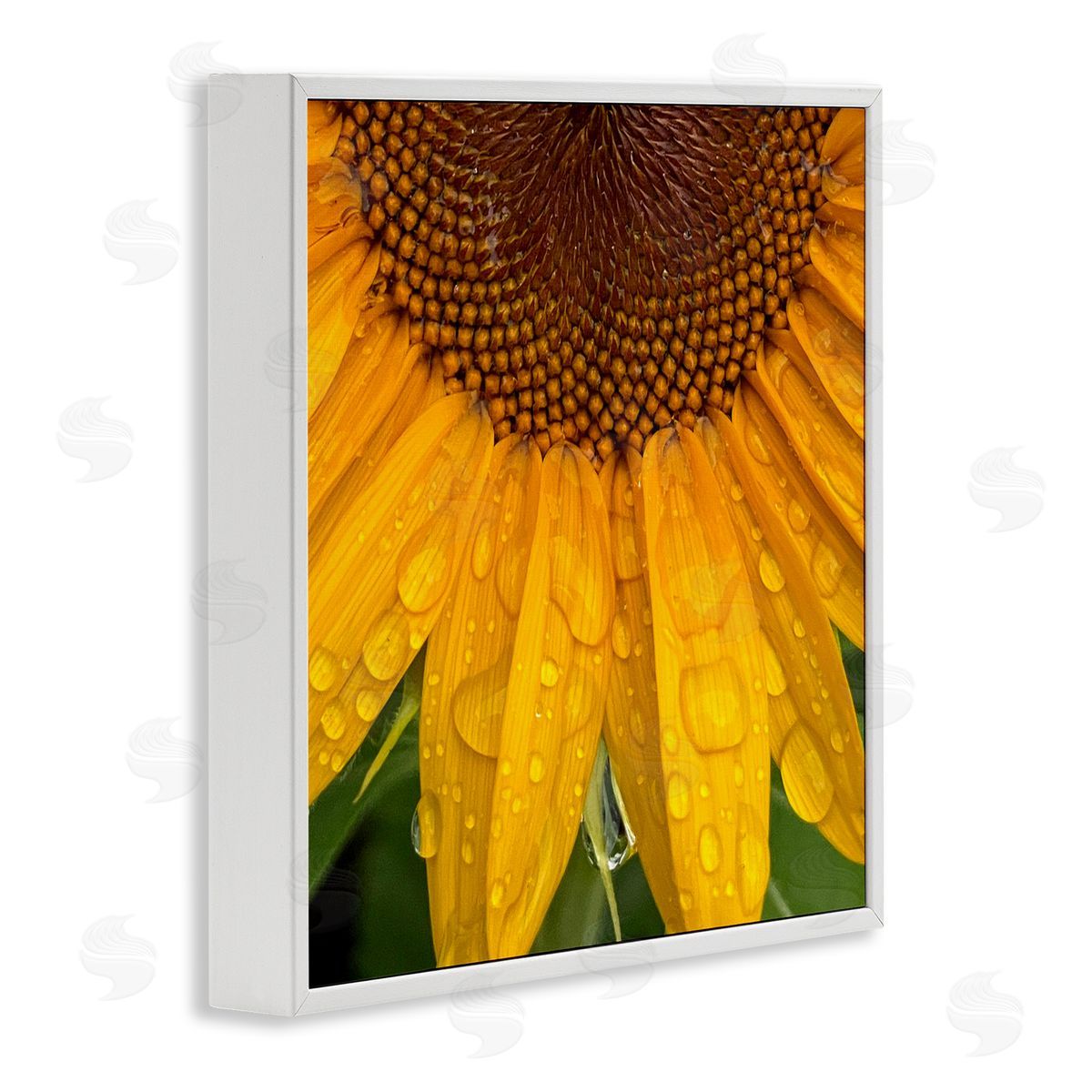 Gloria Palmer Water Droplets Sunflower Nature White Framed Glicee Wall Art Print