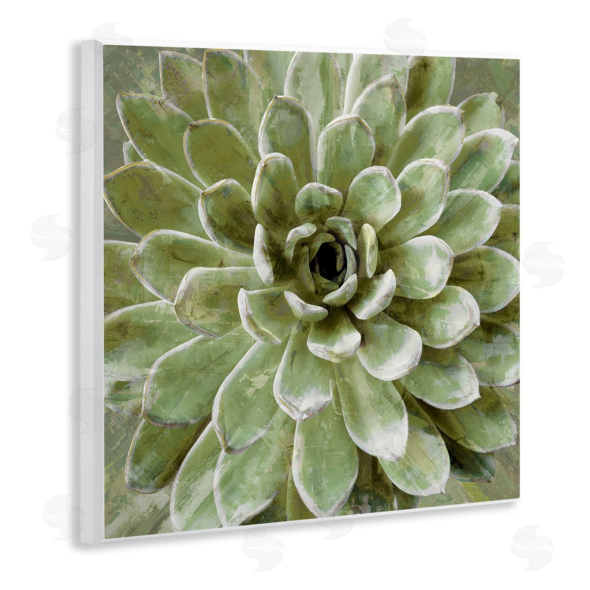 Lindsay Benson Succulent Plant Abstract View Wooden Wall Plaque Art Print