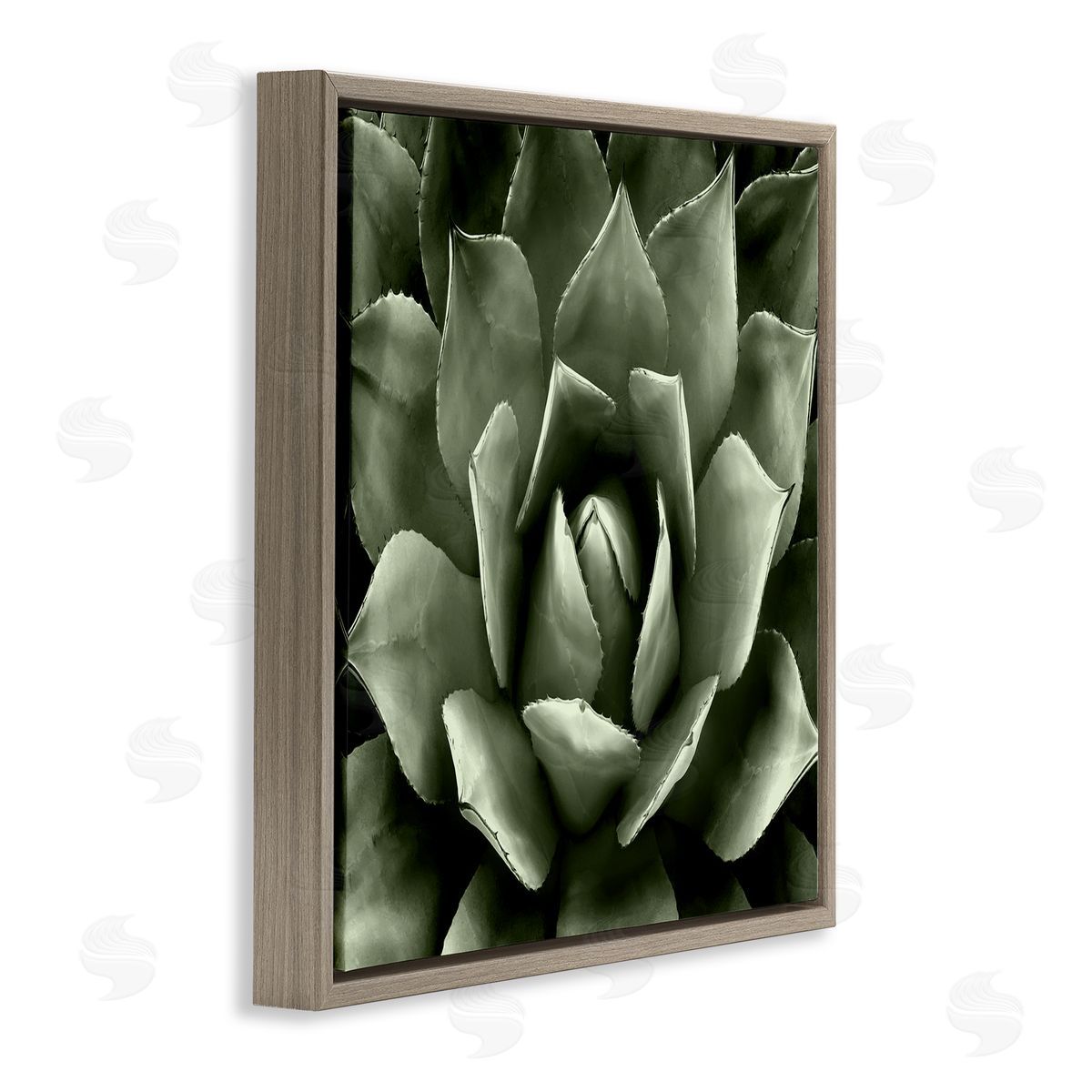 Lindsay Benson Succulent Plant Close Up View Brown Floating Frame Canvas Wall Art Print