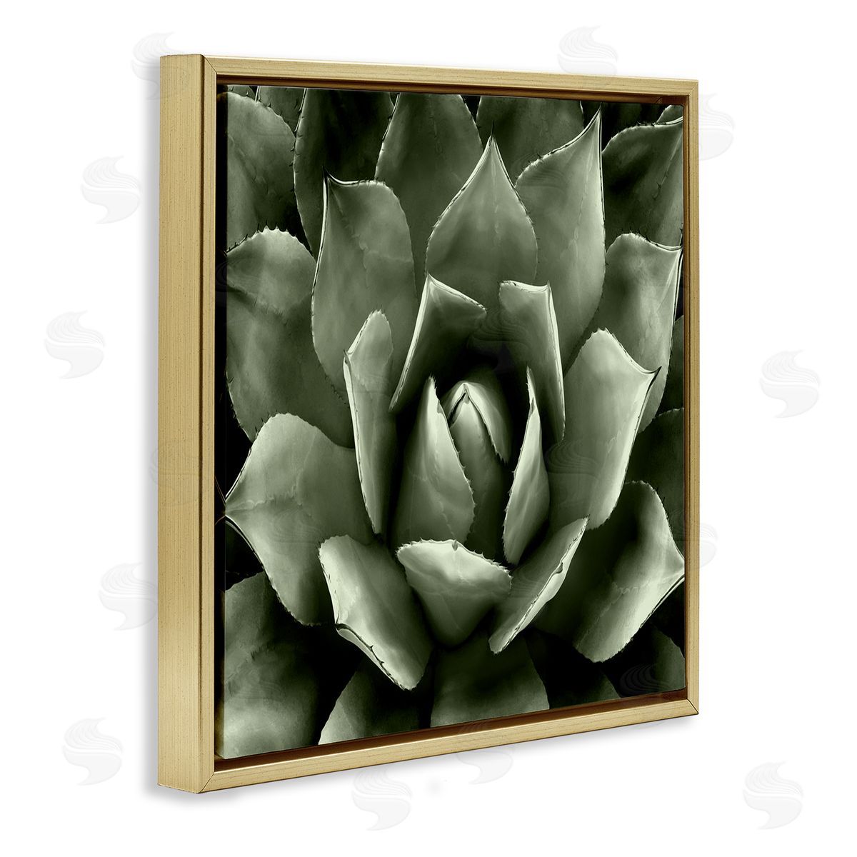 Lindsay Benson Succulent Plant Close Up View Gold Floating Frame Canvas Wall Art Print