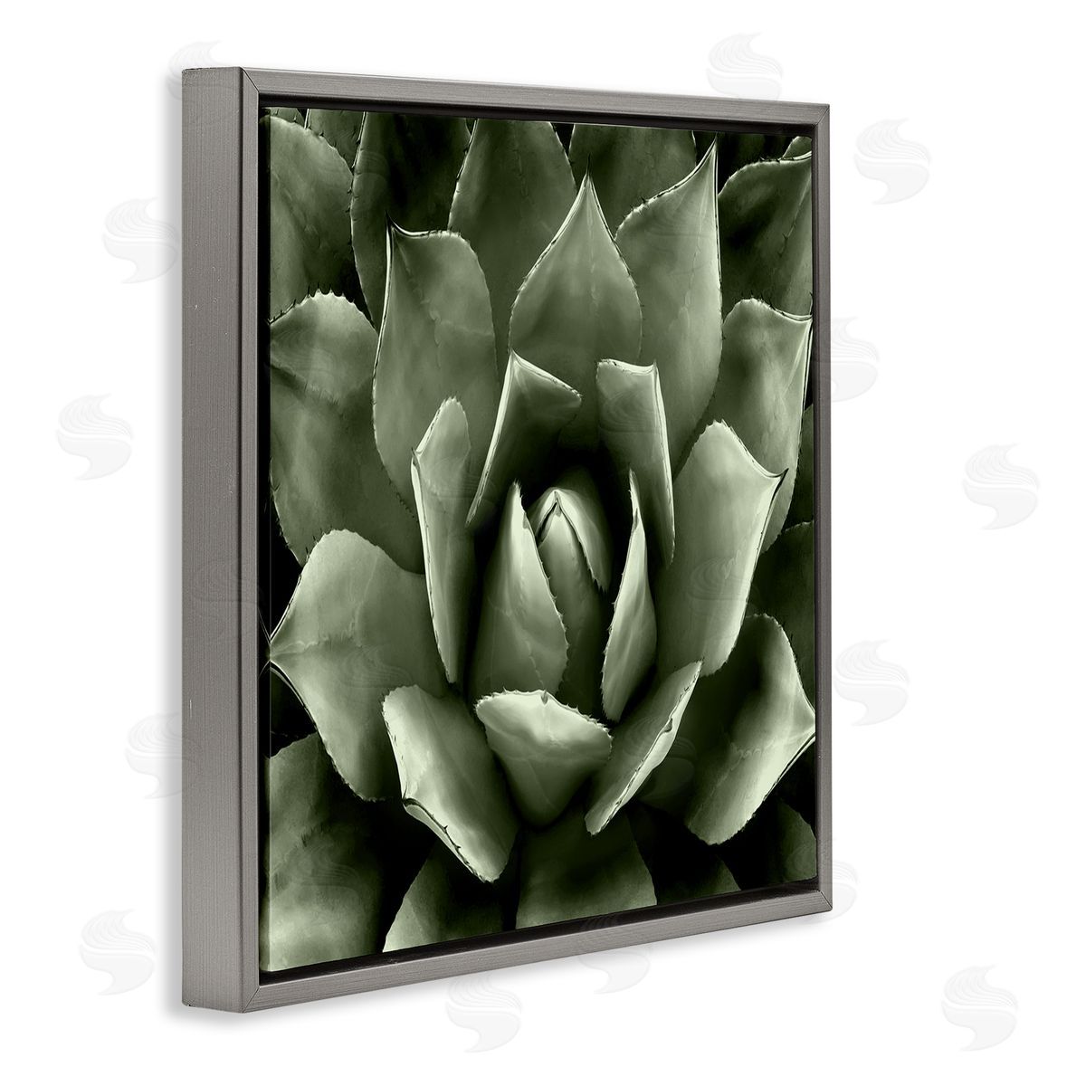 Lindsay Benson Succulent Plant Close Up View Gray Floating Frame Canvas Wall Art Print