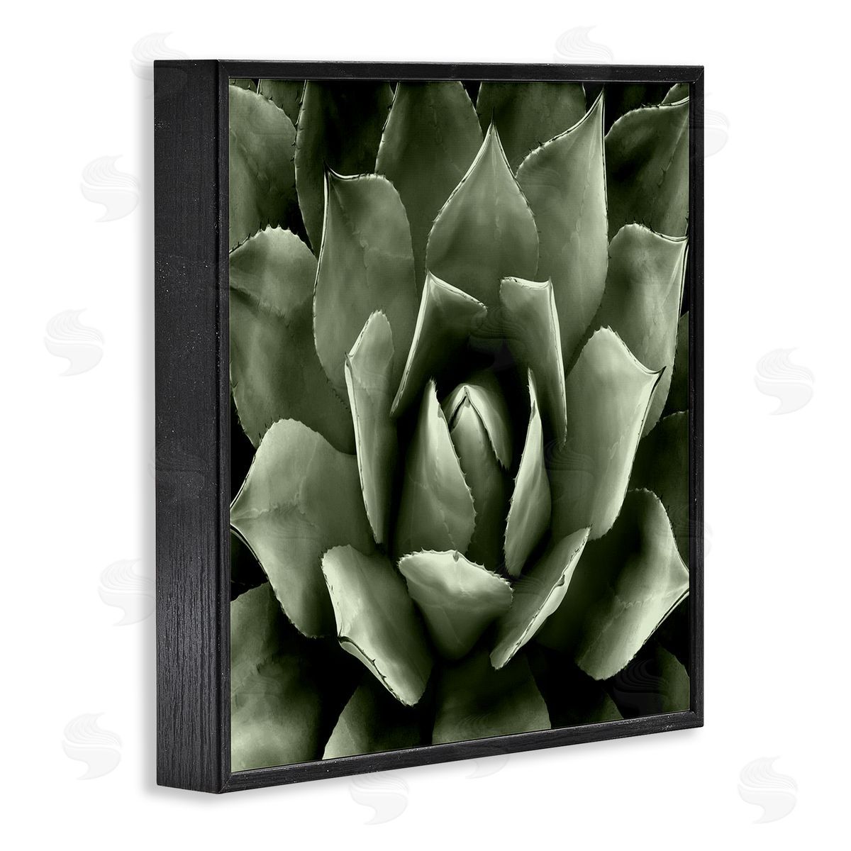 Lindsay Benson Succulent Plant Close Up View Black Framed Glicee Wall Art Print