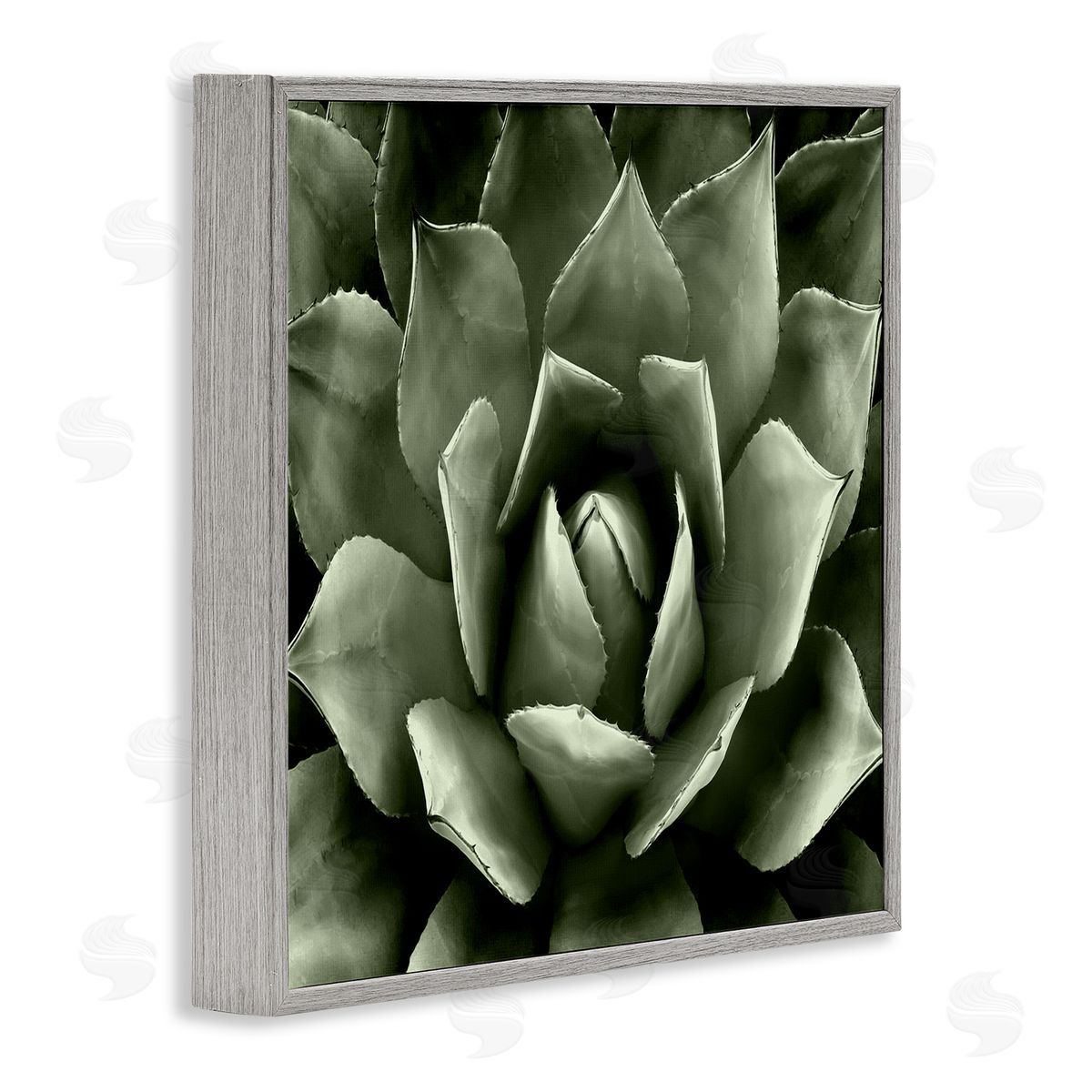 Lindsay Benson Succulent Plant Close Up View Gray Framed Glicee Wall Art Print