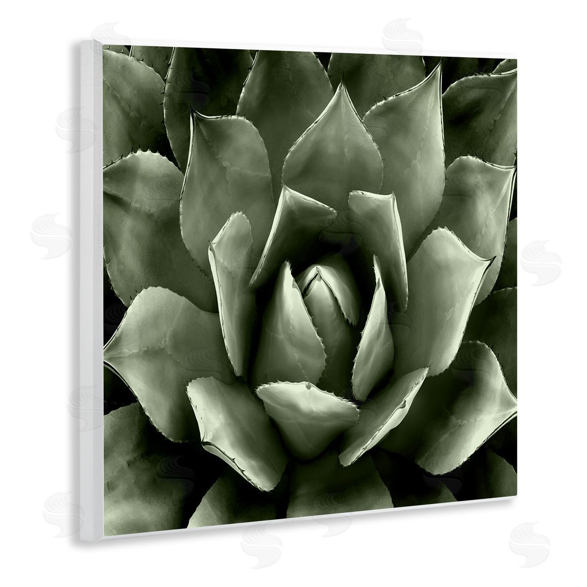 Lindsay Benson Succulent Plant Close Up View Wooden Wall Plaque Art Print