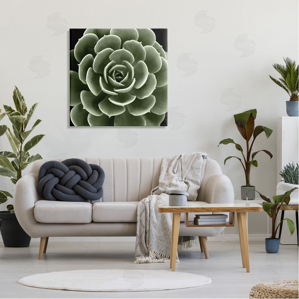 Lindsay Benson Rounded Succulent Leaves Botanical Canvas Wall Art in Room