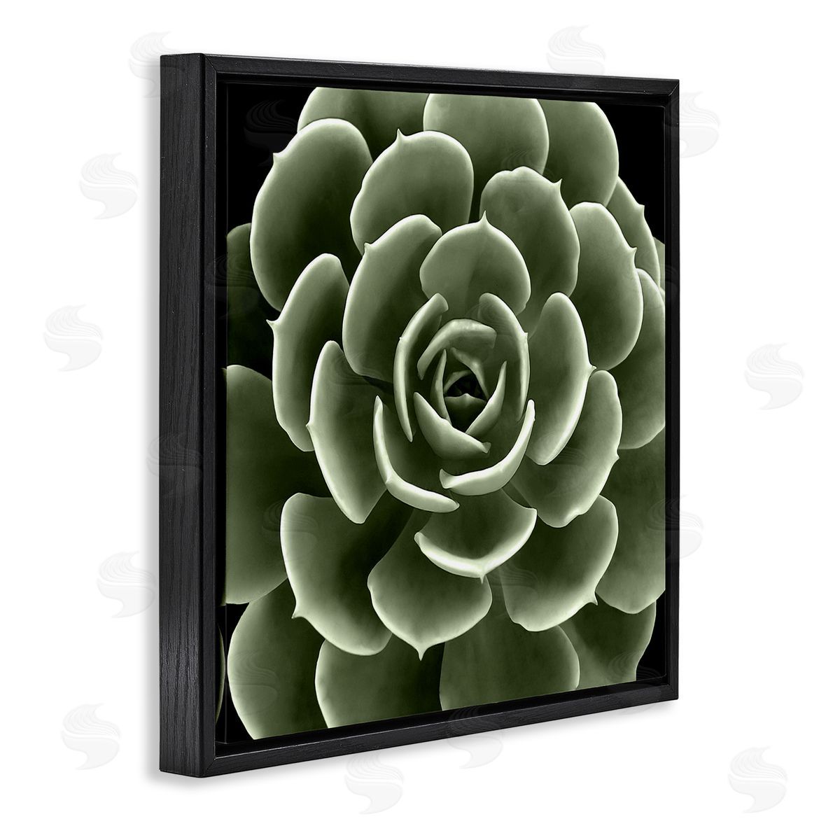 Lindsay Benson Rounded Succulent Leaves Botanical Black Floating Frame Canvas Wall Art Print