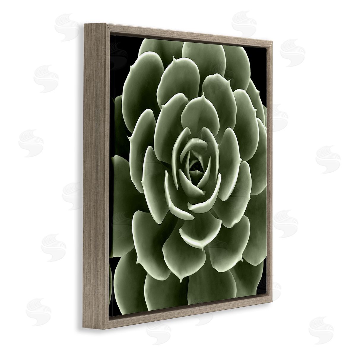 Lindsay Benson Rounded Succulent Leaves Botanical Brown Floating Frame Canvas Wall Art Print