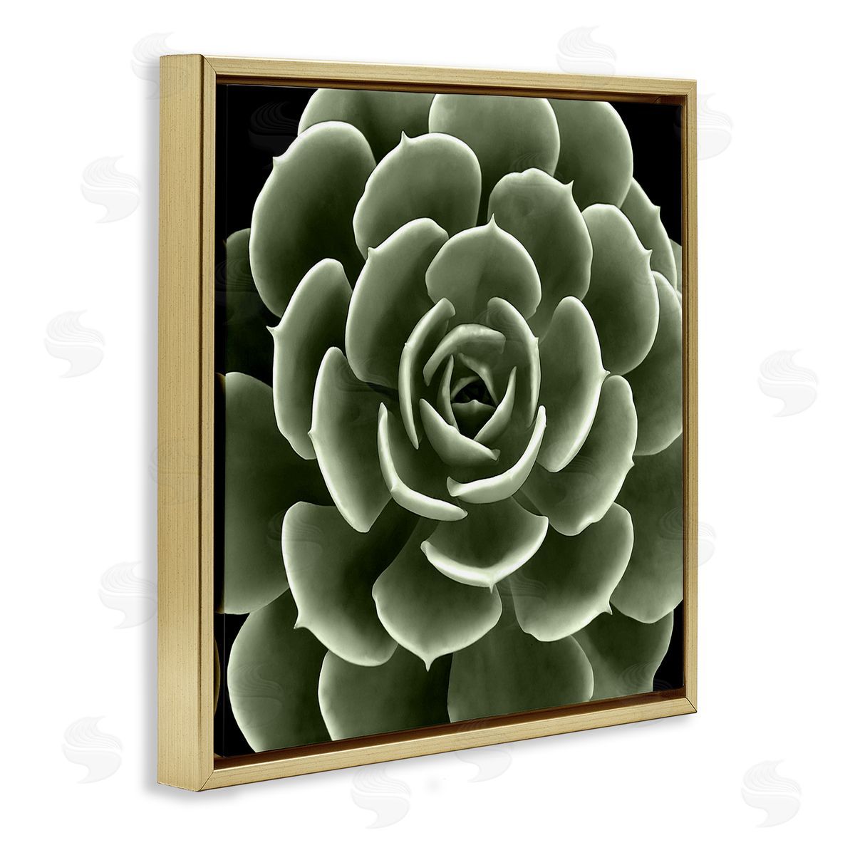 Lindsay Benson Rounded Succulent Leaves Botanical Gold Floating Frame Canvas Wall Art Print