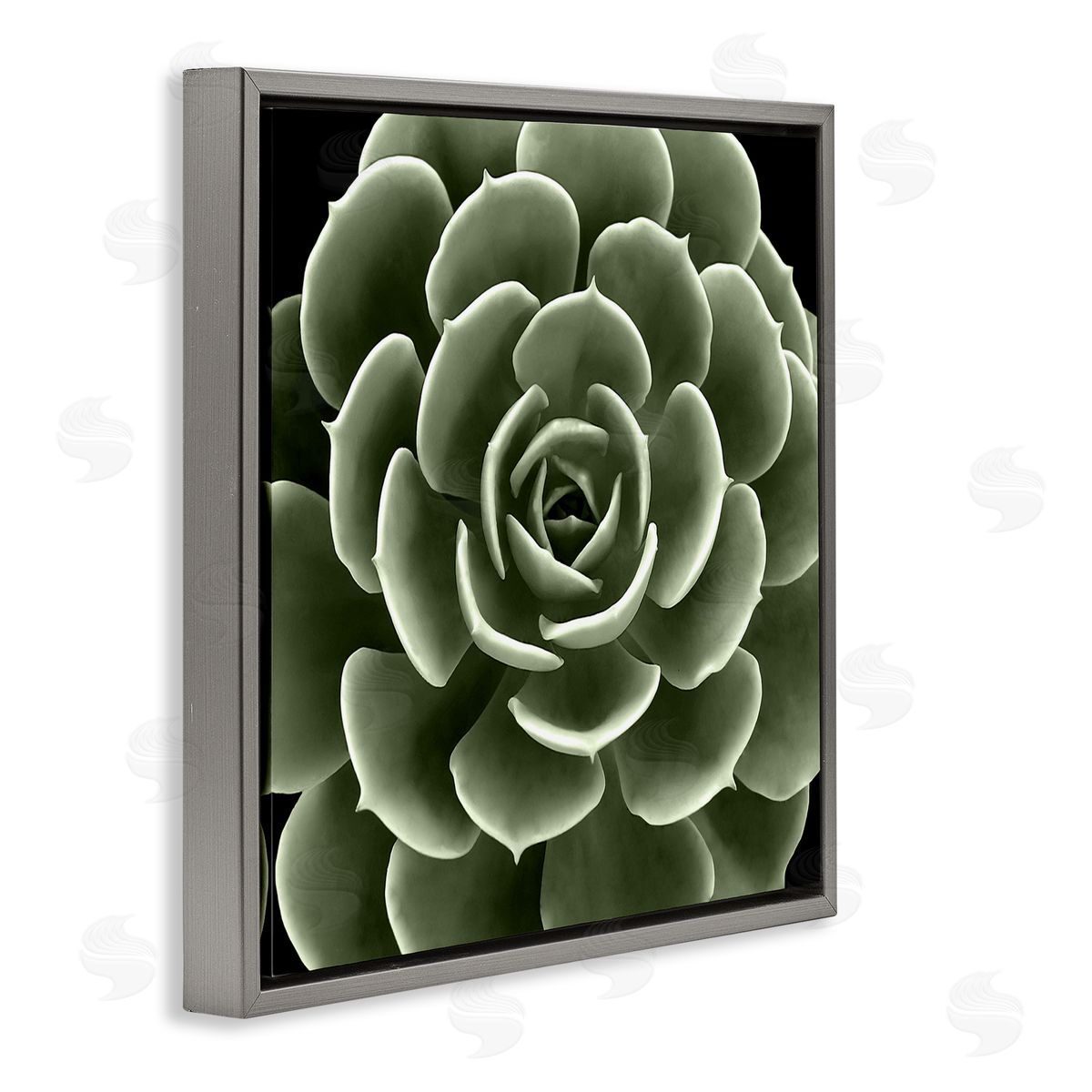 Lindsay Benson Rounded Succulent Leaves Botanical Gray Floating Frame Canvas Wall Art Print