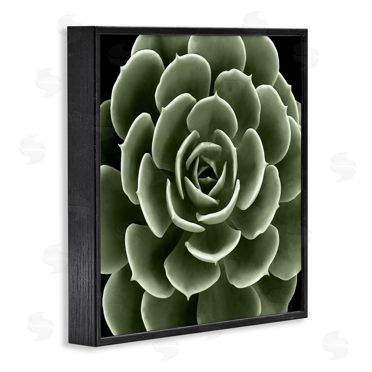 Lindsay Benson Rounded Succulent Leaves Botanical Black Framed Glicee Wall Art Print