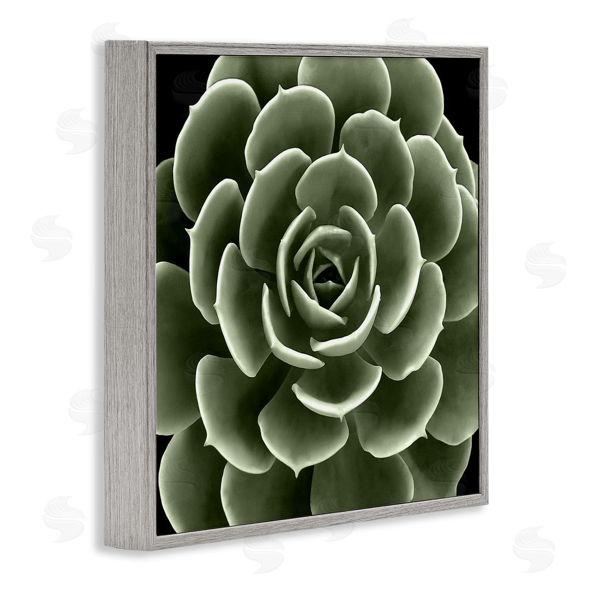 Lindsay Benson Rounded Succulent Leaves Botanical Gray Framed Glicee Wall Art Print