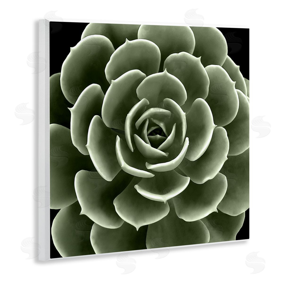 Lindsay Benson Rounded Succulent Leaves Botanical Wooden Wall Plaque Art Print
