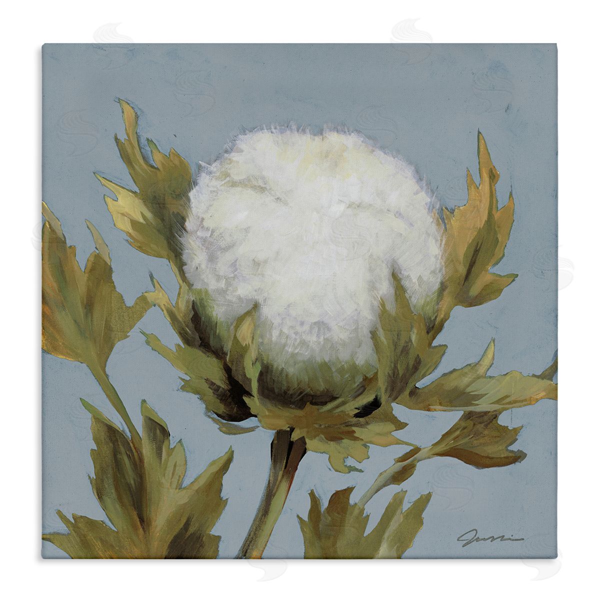 Liz Jardine Cotton Flower Blooming Nature Stretched Canvas Wall Art Print