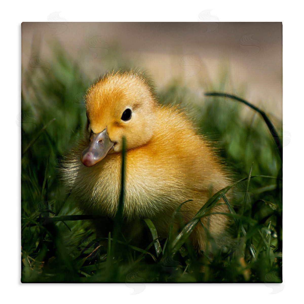 Stupell Studio Baby Duckling in Grass Photography Stretched Canvas Wall Art Print